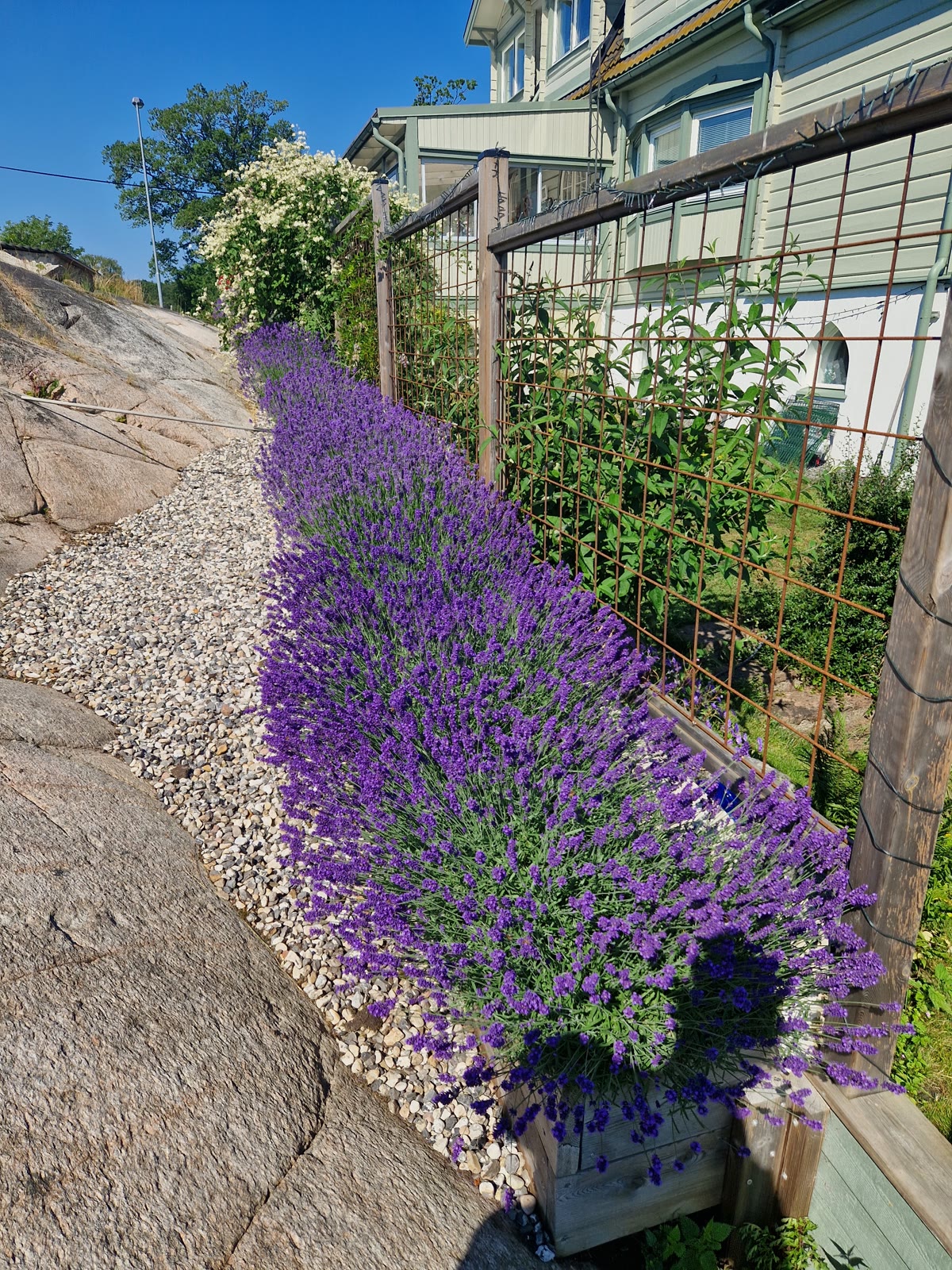 Lavendel trädgård